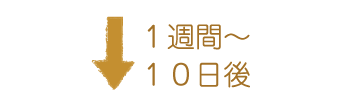 1週間～10日